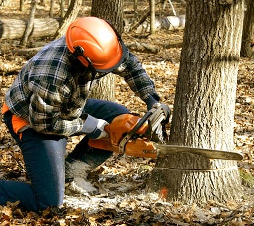 Tree Removal in Petersburg, KY